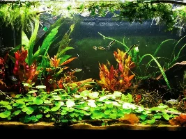 Should I Replace Gravel with Sand?