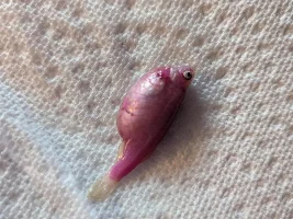 Sudden death of Danio
