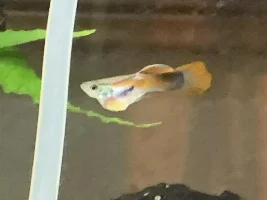 Guppy with swollen belly and yellow/white patch