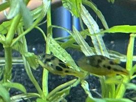 Pea puffer sexing?