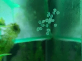 Are these eggs
