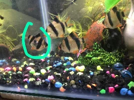 Odd looking Tiger Barb (Mouth Deformity)