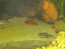 Fish ID Please