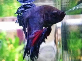 Betta Splendens Free To Good Home