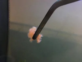 What is this orange stuff?