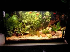 come on help me (redone the tank)