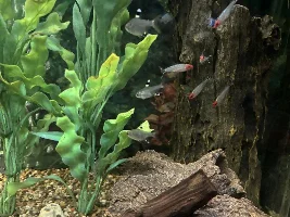 10 cardinal tetras here today