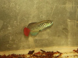 KFN killifish convention