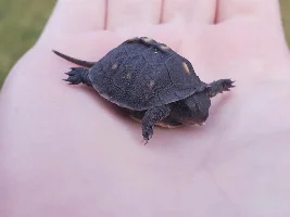 Found a baby box turtle in our yard!!! Adorable
