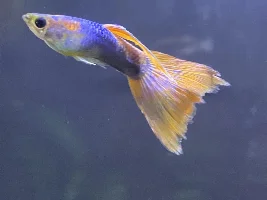 Is this fungal, bacterial or what? Deformed guppy?!