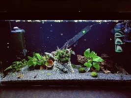 Tankmates for a well established Cory tank (Pleco there too)