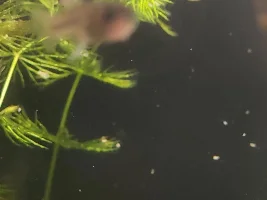 Baby Goldbreast/Trout Goodeids!