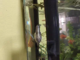 Dwarf Gourami pregnant or sick