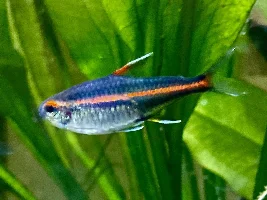 Tell/show us your favorite TETRA