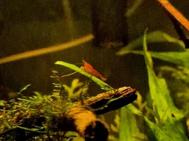 10 gallon wild betta tank journal