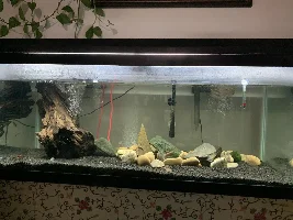 Can I mix yo yo loach and clown with corys