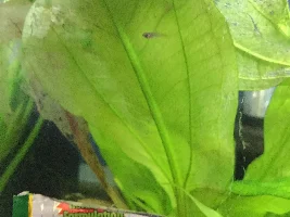 Shrimp photos
