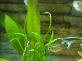 Pregnant Guppy