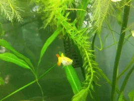 WinterSoldier.'s Guppies + Endlers