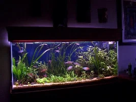 Tank pics, loaches and more