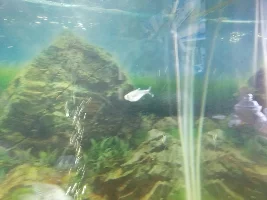 Betta tank