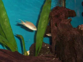 Brichardi Fry