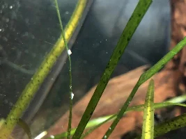What are these bugs/snails/things in my tank!