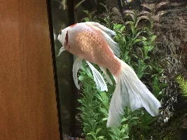 Goldfish gill problem