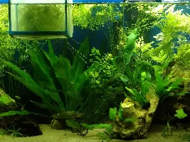 My Cory laid eggs!