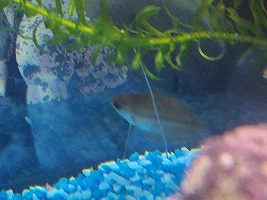 Sick fish and hello