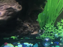 Unhappy/hiding/pooping molly