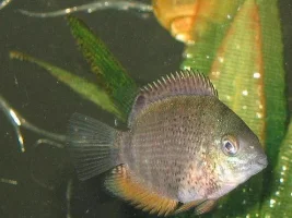 Baby Severum Growing Up!