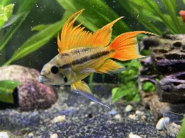 gwand - December 2024 Fish of the Month Winner(Any Fish)