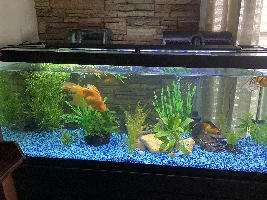 Goldfish