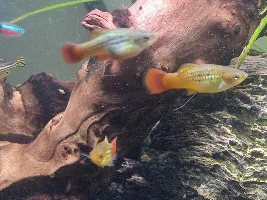 Betta sick