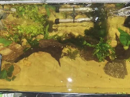 My first ever tank!