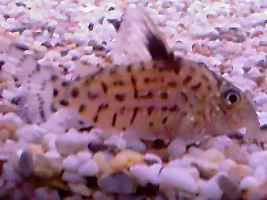 Help Id Cory's Please