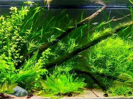 My Managerie of Tanks