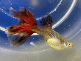 Is she likely to pass on her big tail to her offspring?