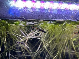 Clown killifish tank
