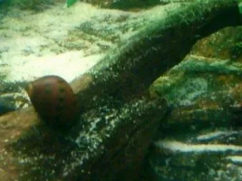 Big Cleanup - Hair Algae