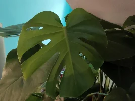 Starting to collect house plants!