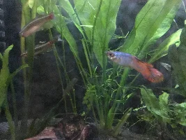 Fungus? Ich? Fin Rot? Bite?