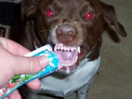 My dog is posessed by satan!