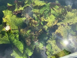 Plants Habitats