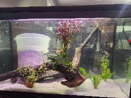 When/How to use Tetra Safe Start for Fishless Cycle?