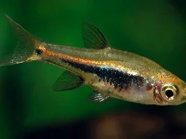 Is this really a blue line rasbora?