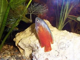 My new gourami
