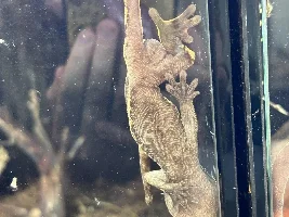 Some neat fish at my LFS