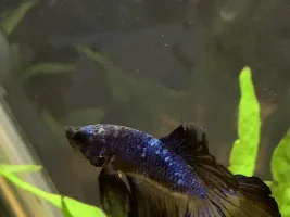 Betta scales on head changing color?